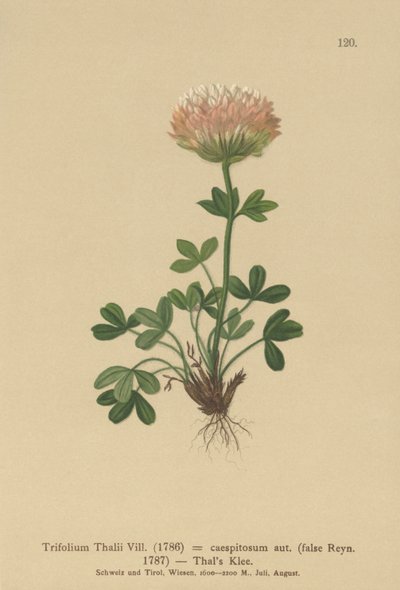 Thals Yonca (Trifolium Thalii, Trifolium caespitosum) by German School