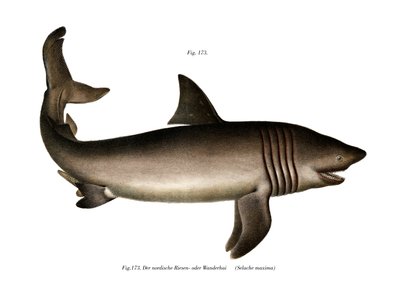 Basking Shark (renkli taş) by German School