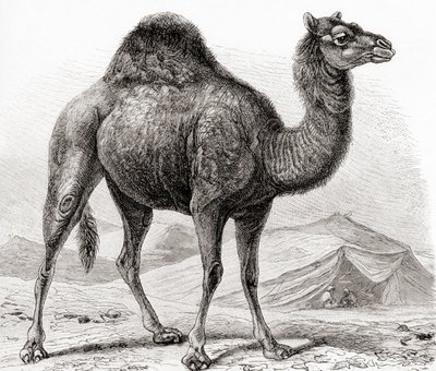 Dromedary, diğer adıyla Arap devesi, 