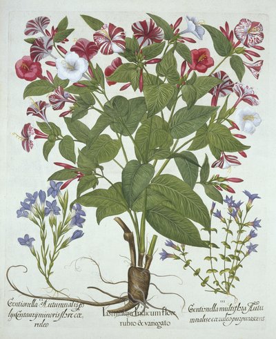 The Marvel of Peru ve Two Varieties of Gentian, Hortus Eystettensis