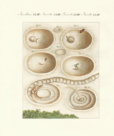 Av mağarasındaki karınca-aslan (renkli gravür) by German School