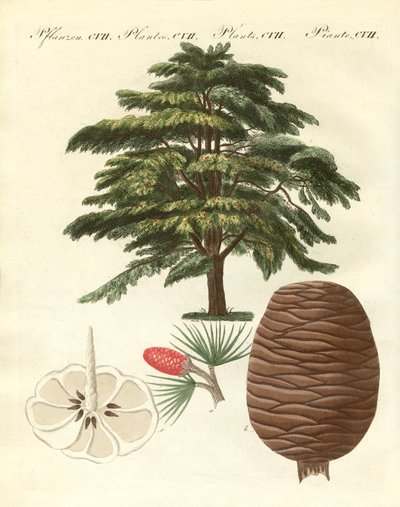 Lübnan sediri (renkli gravür) by German School