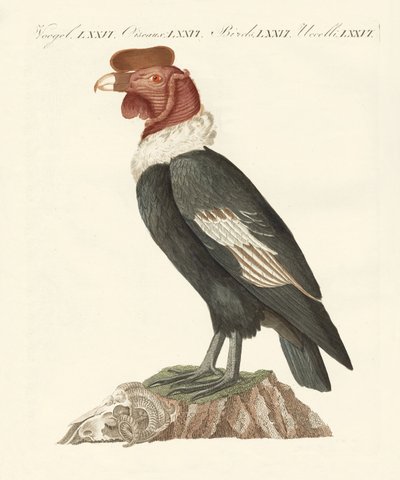 Condor (renkli gravür) by German School