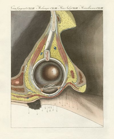 İnsan gözüyle gösterilen yüz organı (renkli gravür) by German School