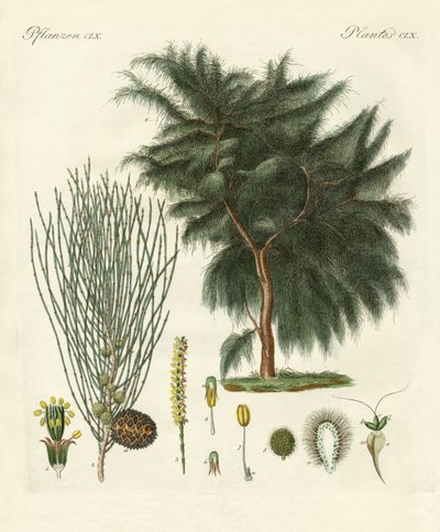 Dört kanatlı casuarina (renkli gravür) by German School