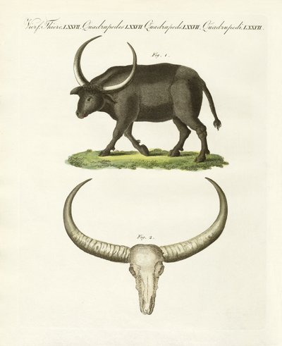 Dev bufalo (renkli gravür) by German School