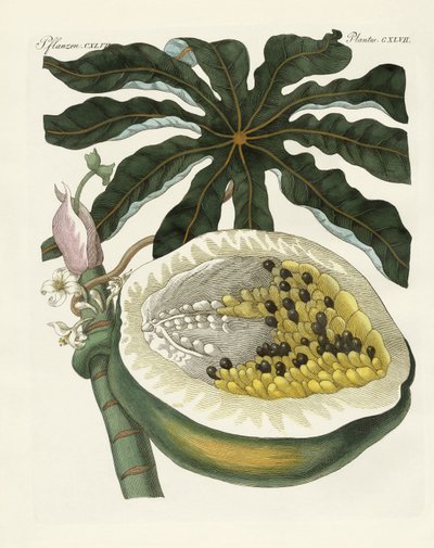 Kavun veya papaya ağacı (renkli gravür) by German School