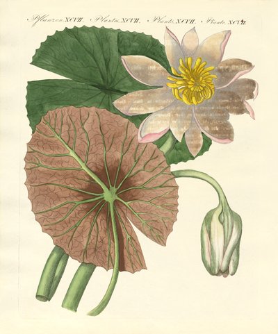 Gerçek lotus bitkisi by German School