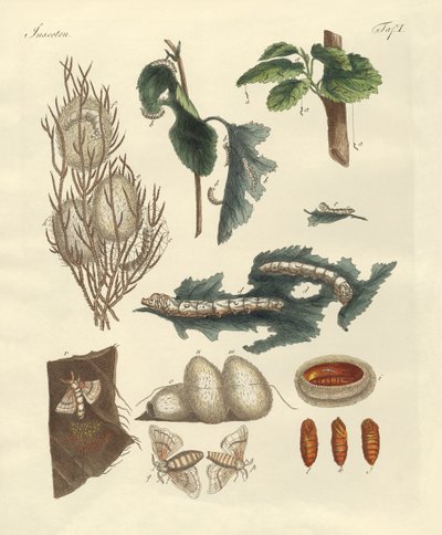 ipekböceği by German School
