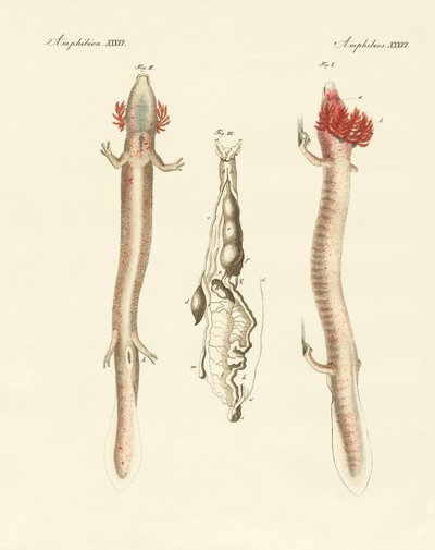 Kıvrımlı Proteus (renkli gravür) by German School
