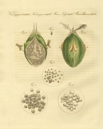 Buğdayın ustilaginomycotina (renkli gravür) by German School