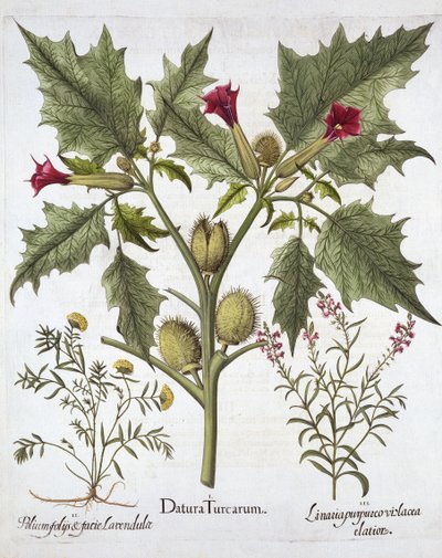 Dikenli Elma, Germander ve Mor Toadflax, Hortus Eystettensis