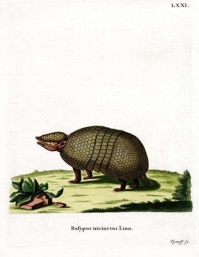 Üç bantlı Armadillo (renkli gravür) by German School