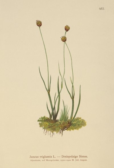 Üç gövdeli Rush (Juncus triglumis) by German School