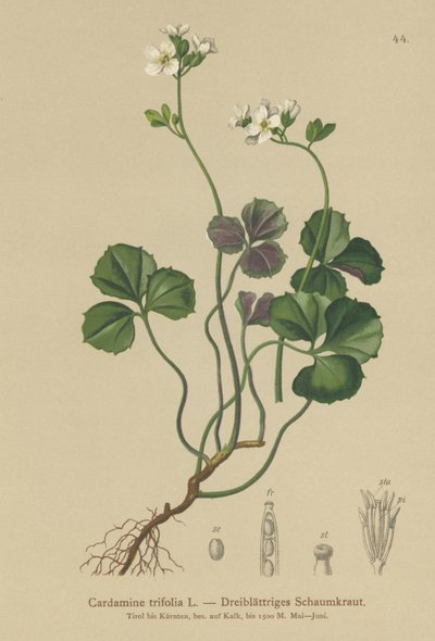Üç yapraklı acı tere (Kakule trifolia) by German School
