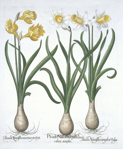 Hortus Eystettensis