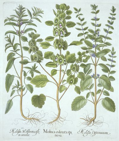 Hortus Eystettensis