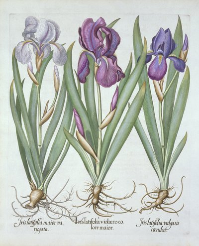 Hortus Eystettensis