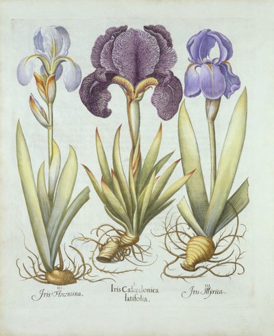 Hortus Eystettensis