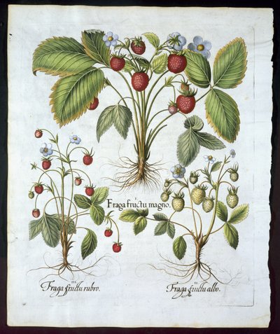 Üç çeşit çilek, tabak 116, Hortus Eystettensis