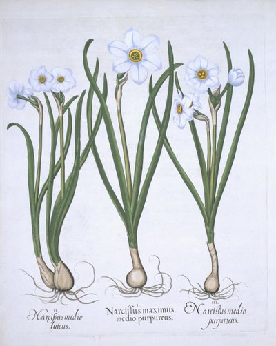 Üç beyaz Narcissi, Hortus Eystettensis