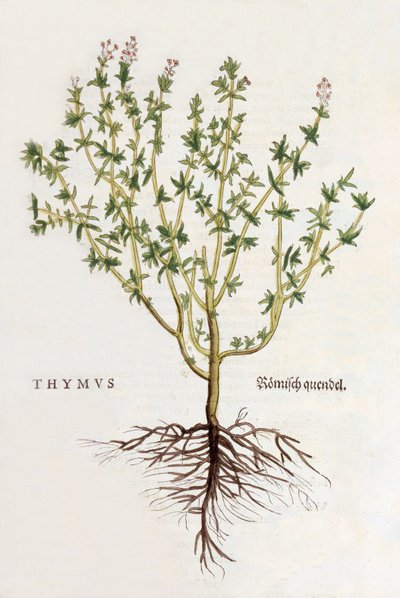 Kekik [kekik], Leonhard Fuchs tarafından De historia stirpium commentarii insignes'den alınan çizim, 1542'de yayınlandı (renkli gravür) by German School