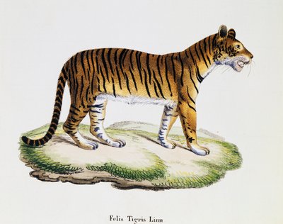 Kaplan (Felis tigris), Johann Christian Daniel von Schreber (1739-1810) tarafından Nature