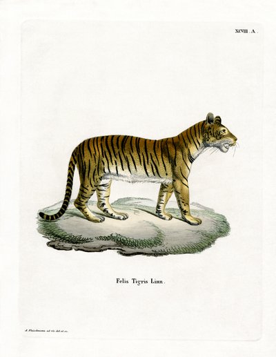 Kaplan (renkli gravür) by German School
