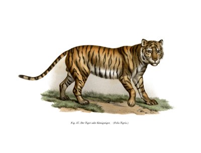 Kaplan, 1860 by German School