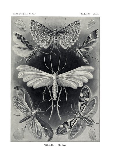 Tineida, 1899-1904 by German School