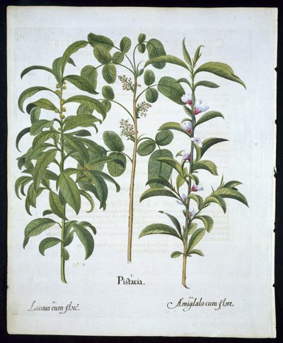 Başlık: Fıstık, Defne Ağacı (Laurus Nobilis) ve Badem, Basil Besler (1561 - 1629) tarafından Hortus Eystettensis