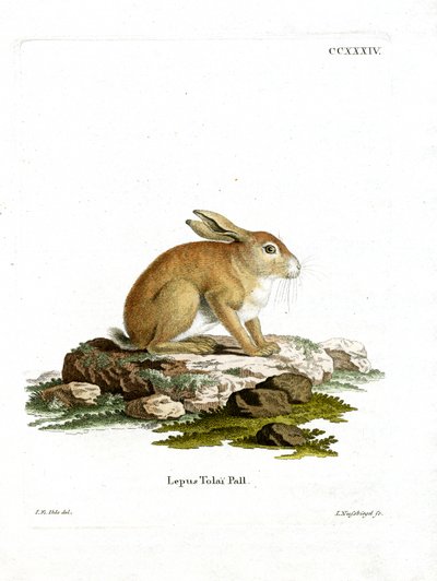 Tolai Hare (renkli gravür) by German School