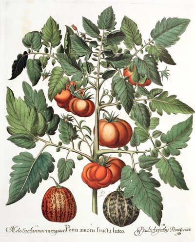 Domates ve Kavun: 1. Aşk sarı meyvesinin elmaları; 2. Melo Saccharinus variegatus; 3.Pseudocolocynthis Pomiformis, Hortus Eystettensis