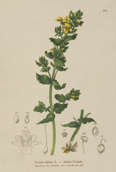 Tozzia (Tozzia alpina) by German School