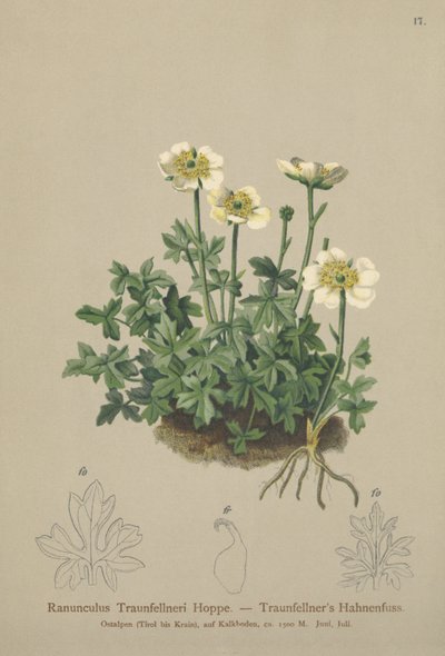 Traunfellners Crowfoot (Ranunculus Traunfellneri) by German School