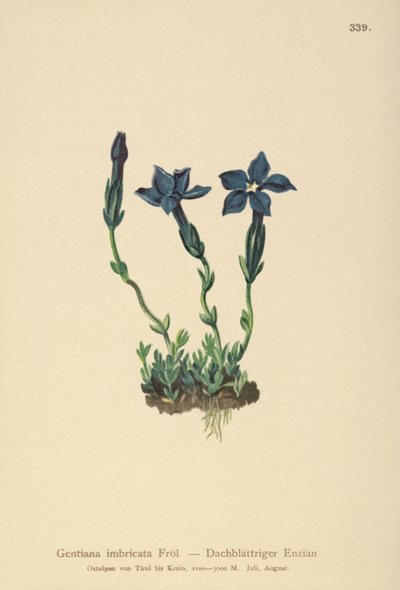 Triglav Gentian (Gentiana terglouensis, Gentiana imbricata) by German School