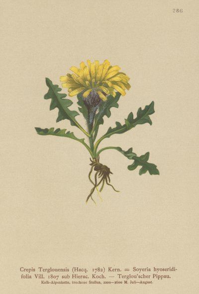 Triglav Şahinsakal (Crepis Terglouensis, Soyeria hyoseridifolia alt Hierac.) by German School