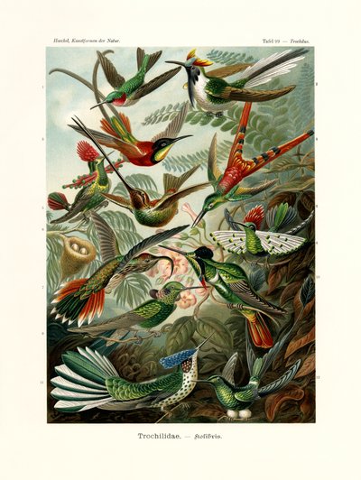 Trochilidae, 1899-1904 by German School