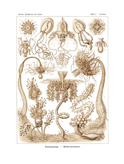 Tubularia, 1899-1904 by German School
