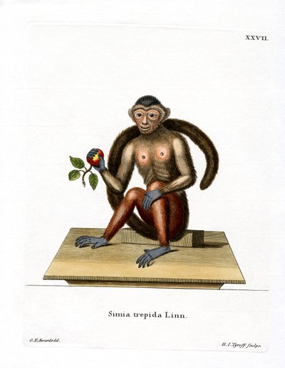 Tepeli Capuchin (renkli gravür) by German School