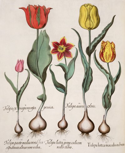 Laleler: 1. Kırmızı benekli sarı lale; 2. Lale rengi 3. Kadeh yanında kırmızı ışınlı sarı bir lale; 4. Lale bir yarısında yeşil imzalı, diğer yarısında kırmızı; 5.Lale mor pembe şeftali by German School