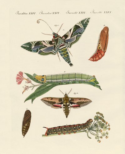 alacakaranlık kelebek by German School