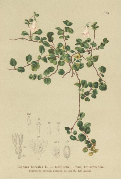 Twinflower (Linnaea borealis) by German School
