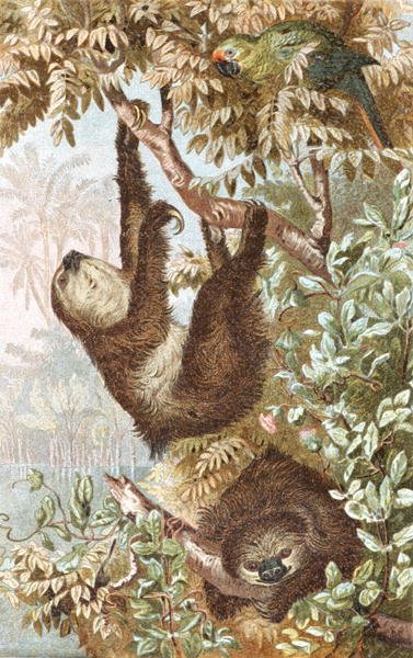 İki Parmaklı Tembel Hayvan, "Brehms Tierleben: Allgemeine Kunde des Tierreichs", cilt 2, s.646