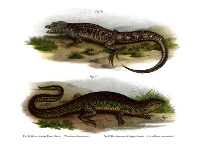 İki yüzlü Neusticurus (renkli taş) by German School