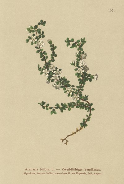 İki çiçekli Sandwort (Arenaria biflora) by German School