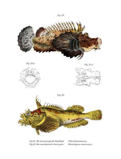 İki çubuklu Stingfish (renkli taş) by German School