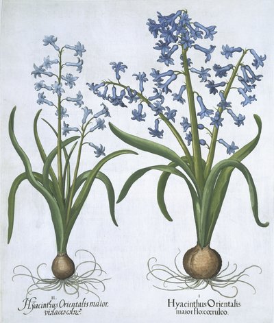 Hortus Eystettensis