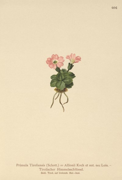 Tirol çuha çiçeği (Primula tyrolensis, Primula Tirolensis, Primula Allionii) by German School