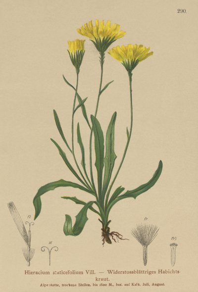 Şemsiye Milkwort (Hieracium staticefolium, Hieracium staticifolium, Tolpis staticifolia, Chlorocrepis staticifolium, Chlorocrepis staticifolia) by German School